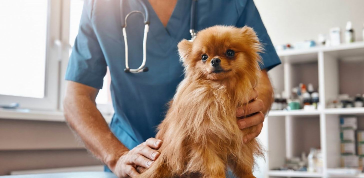 Clinique vétérinaire sur la Rive-Sud de Montréal - À vendre
